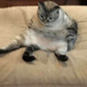 Meet your Posher, Luna